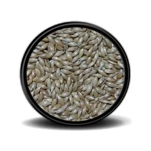 Sade Kanarya Yemi (Aspur) 1kg
