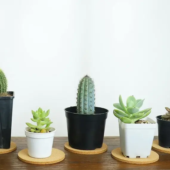 Tivnhuils 6 Adet Mantar Bitki Altlıkları, 5 image Tivnhuils 6 Adet Mantar Bitki Altlıkları, 5 image